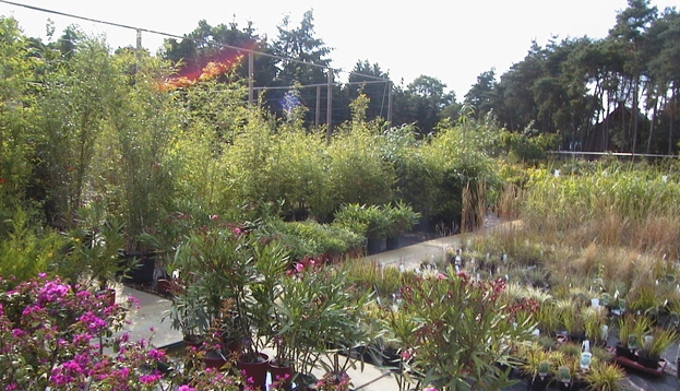 Tuinplanten