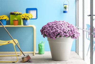 Bolchrysant: tuinplant van de Maand september