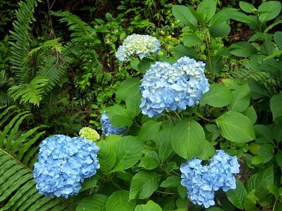 Rozen en hortensia’s drogen