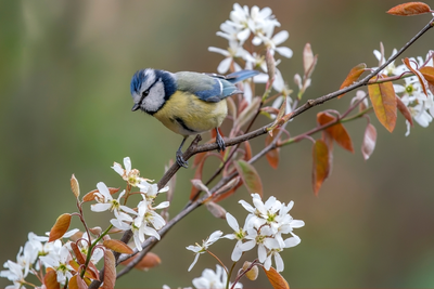 Plant een (kleine) boom