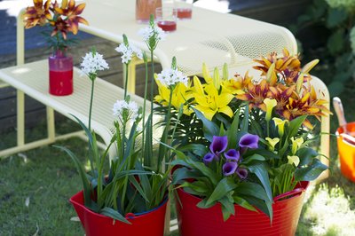 Tuinplanten van de maand juli: zomerbollen op pot